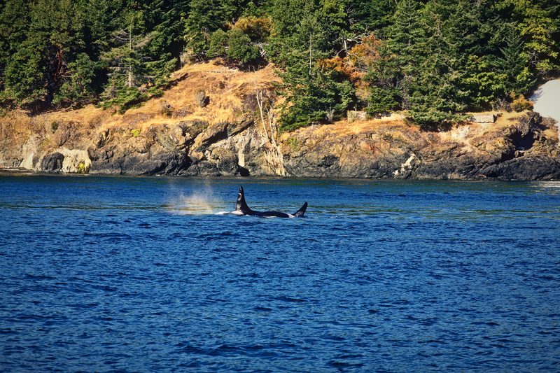 An orca surfacing in dark water below a rocky, wooded shore.