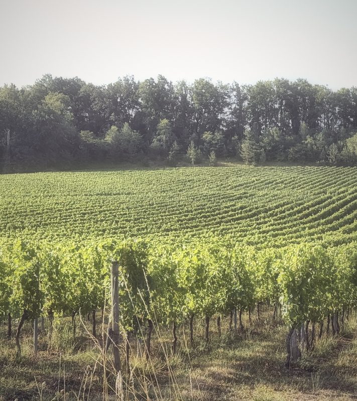 A hillside of vines combed into curving rows beneath a dark tree line.