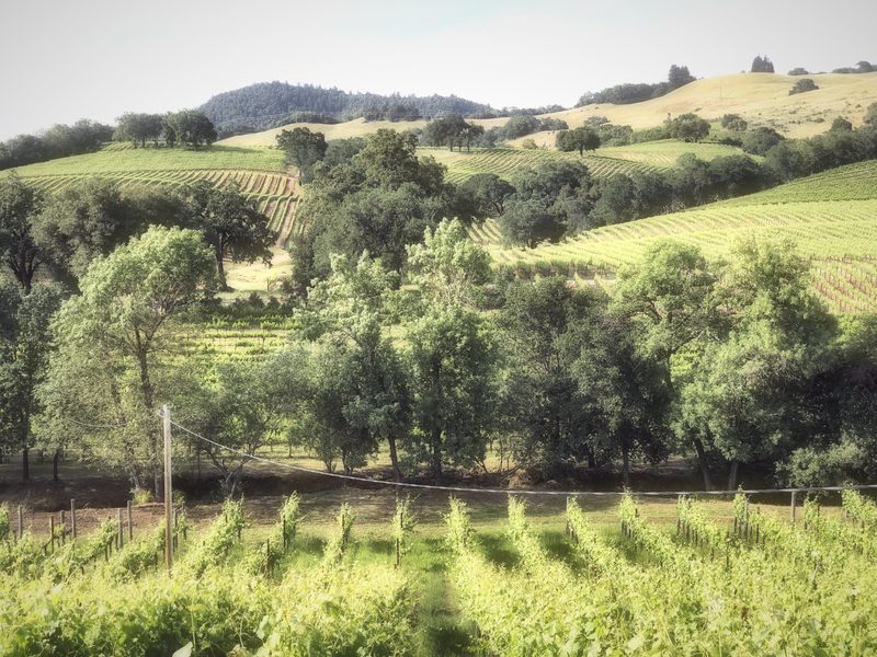 Young green vines in front of oak trees and golden hills.