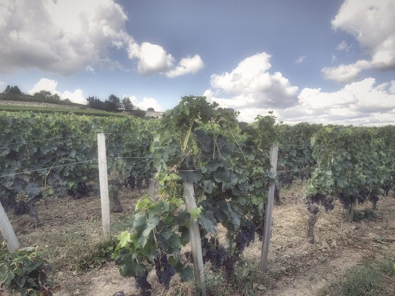 Grape-heavy vines between wooden posts under soft white clouds.