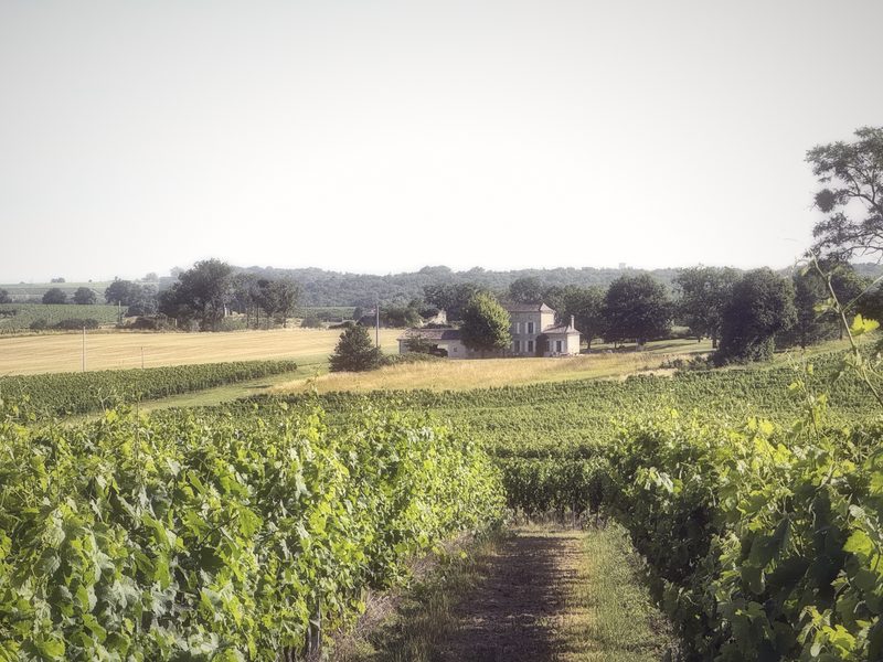 Vine rows leading toward a distant stone house and fields under a hazy sky.