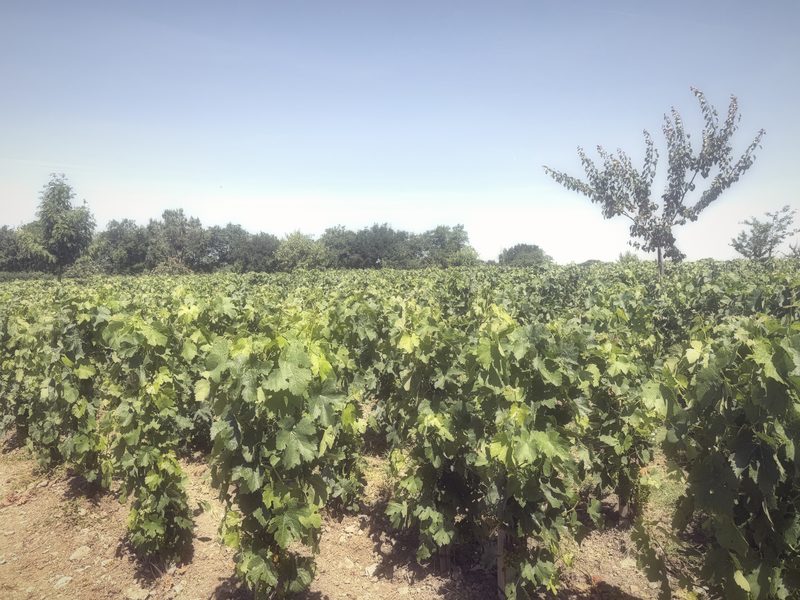 A thick wall of green vines with a single tall tree against a pale sky.
