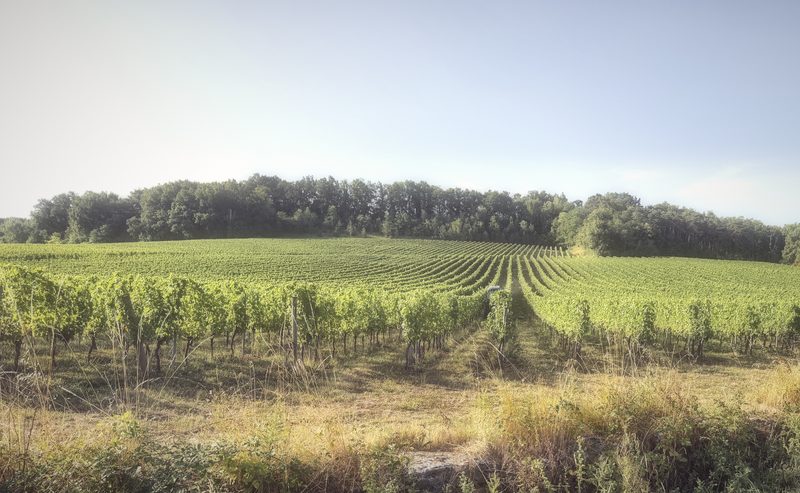 Vineyard rows sweeping across a gentle slope under a pale blue sky.