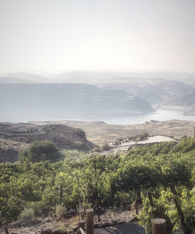 Vines on a slope above a hazy river canyon and distant cliffs.