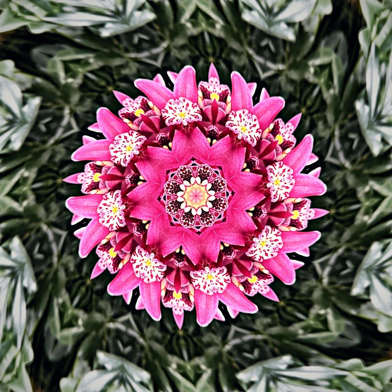 Magenta and pink blossoms arranged in a mandala among green leaves.