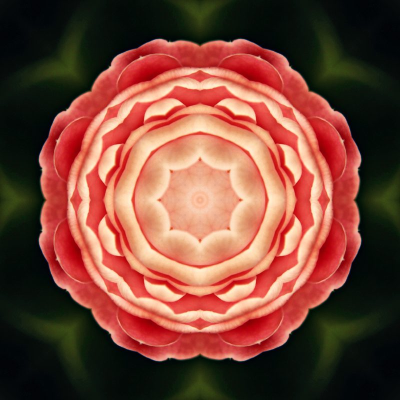 Soft coral camellia petals mirrored into a round, layered flower on black.