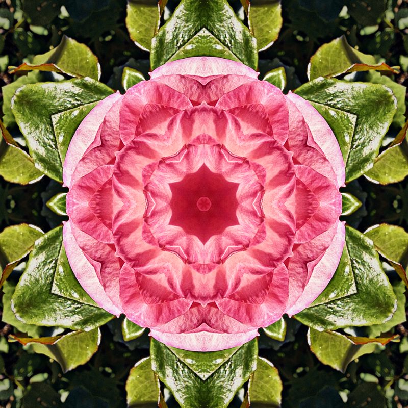 Pink rose-like kaleidoscope framed by green leaves.