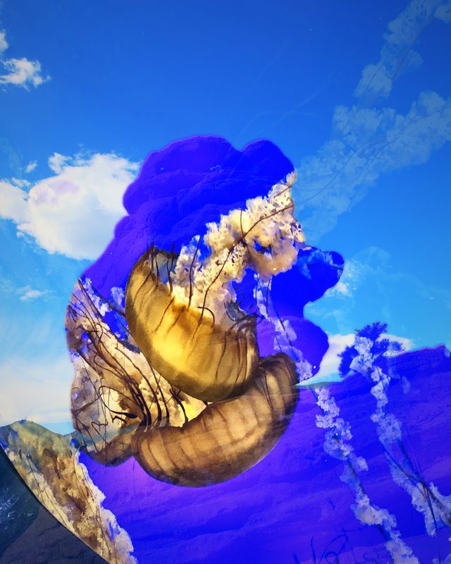 Balanced rock shape filled with golden jellyfish against blue sky and clouds.