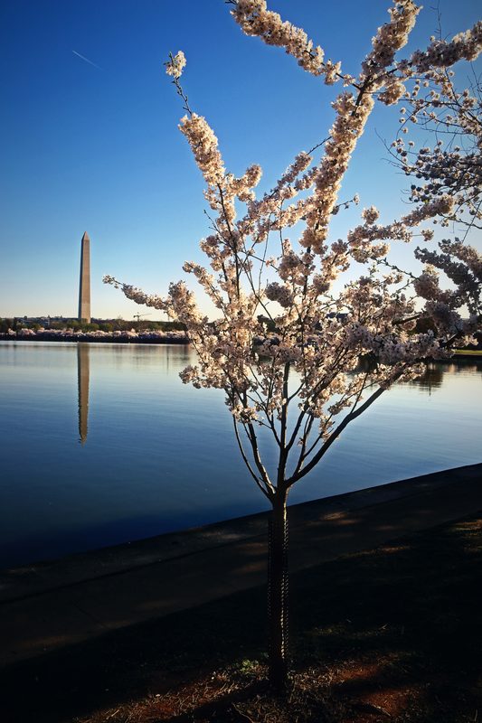 Cherry tree in bloom framing the Washington Monument across still water.