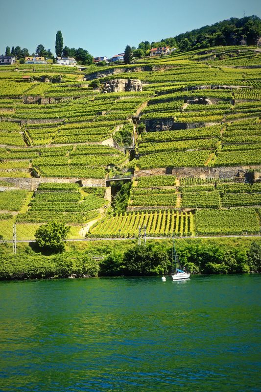 Stacked vineyard terraces stepping down a steep slope to Lake Geneva, with a small sailboat on the water.