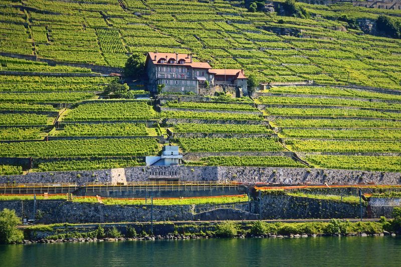 A manor house halfway up a slope of terraced vines, with steps and stone walls below.