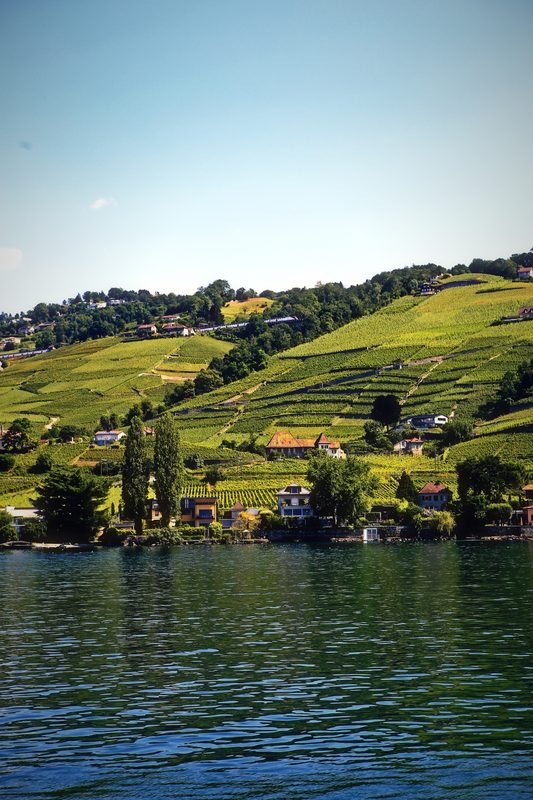 Terraced vineyards rising from blue water toward a bright, open sky.