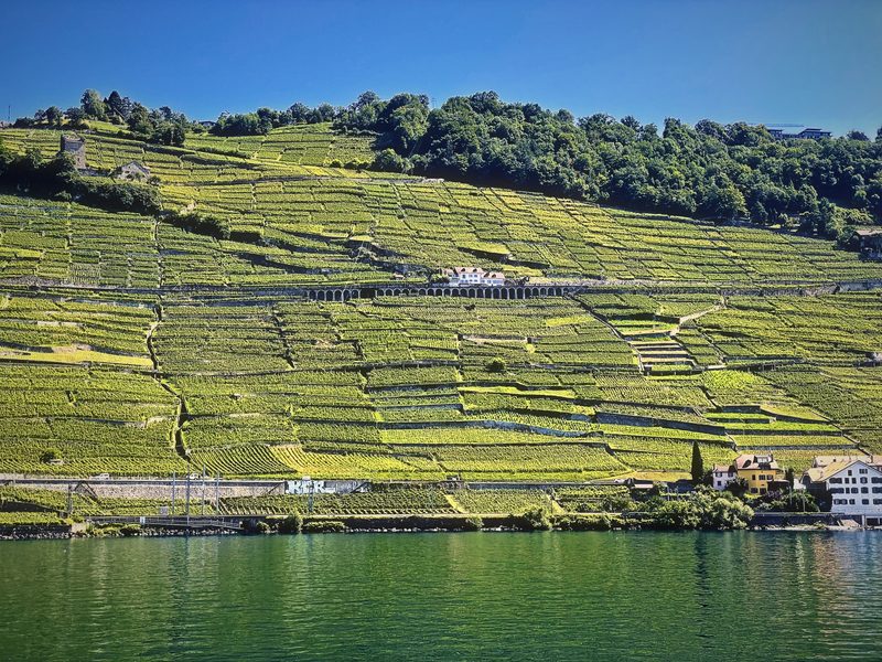A long band of green terraced vineyards above dark lake water, topped by a tree line.