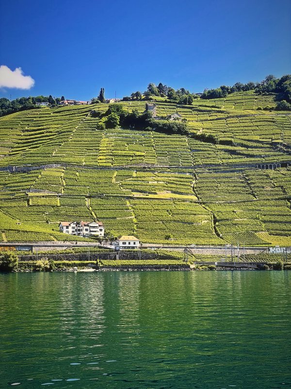 Sunlit vineyard terraces rising from green water to a bright blue sky.