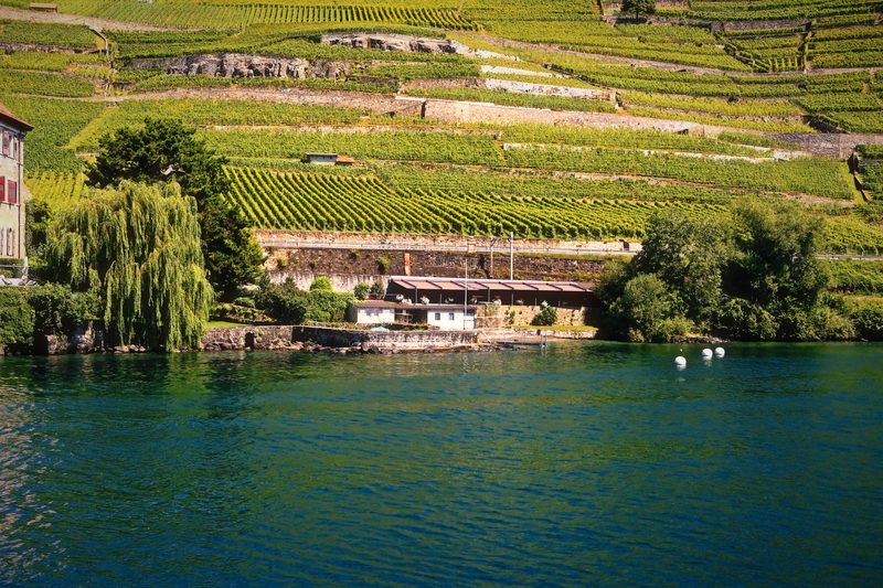 A weeping willow and a lakeside building beneath walled vineyard terraces.