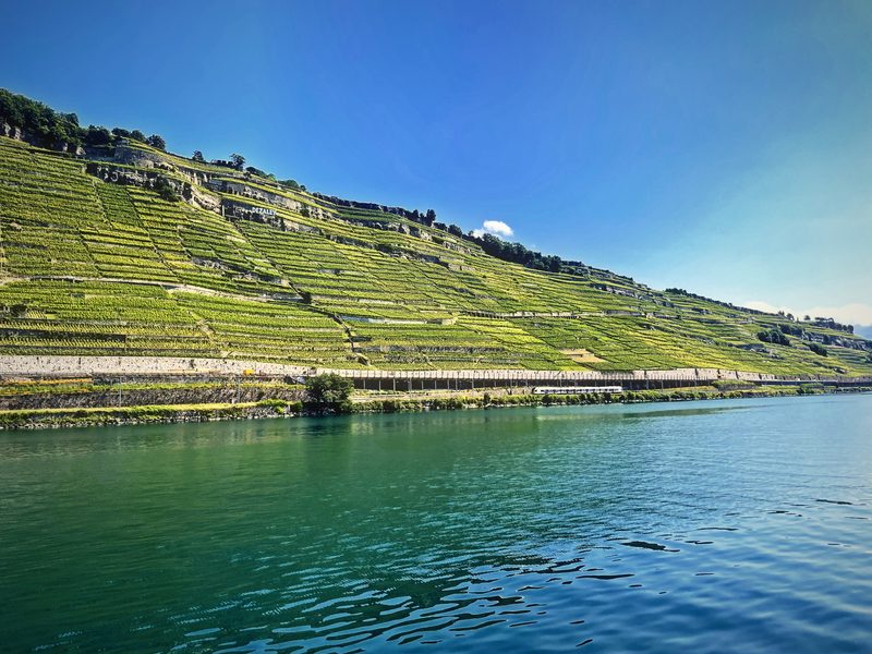 A long, low slope of terraced vines above clear turquoise lake water under a deep blue sky.