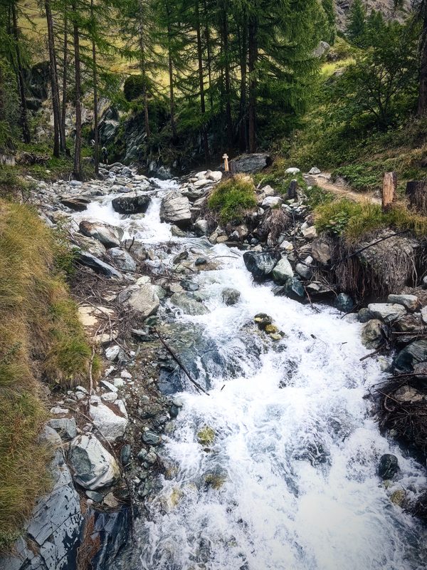 A white mountain torrent rushing through boulders between larch trees.